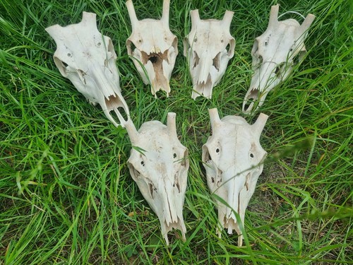 Véritable cerf rouge cerf