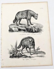 Lithographie : LA HYENE