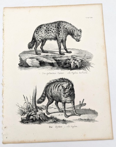Lithographie la hyene - lithographie, :