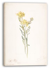 Toile/Cadres Margaret Neilson Armstrong - Fleur sauvage américaine avec des fle