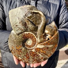 3.5LB Rare! Natural Tentacle
