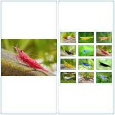 5 Crevette XL SAKURA ROUGE aquarium Neocaridina Orange Blue Dream Velvet Yellow