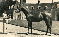 Le Au HARAS DU PIN Cheval SHIKAMPUR Etalon de Pur Sang Anglais avec Militaire