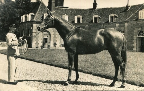 Haras pin cheval - haras,
