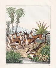 Gazelles Antilope Antilopes Antelope Afrique Lithographie 1857