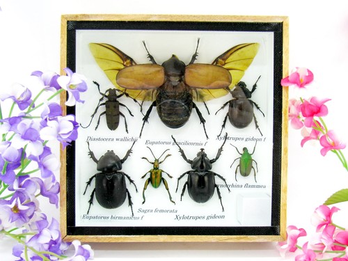 Insectes exotiques réel - insectes, 3d