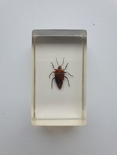 Insecte sous résine - PUNAISE