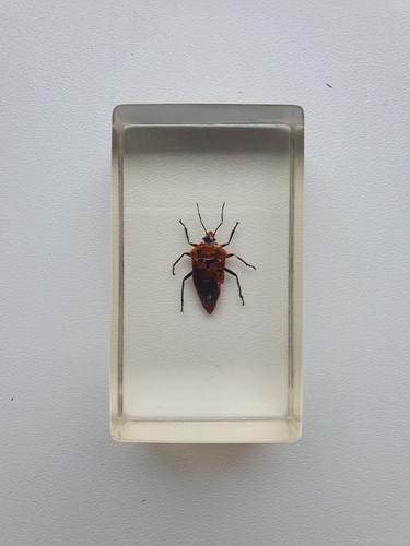 Insecte sous résine punaise - -,