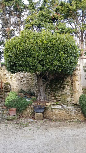 Laurus nobilis laurier - nobilis, sauce