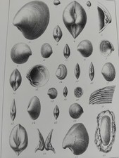 MEULE DE BRACQUEGNIES 1865