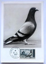 CARTE MAXIMUM SALON DU PIGEON