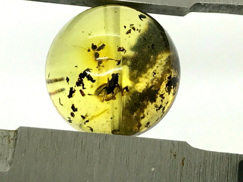 Ambre cadeau insecte perle - ambre,
