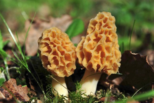 Kit mycélium morilles - de,
