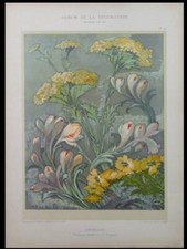 FRENCH ART NOUVEAU FLOWERS, UMBELS - 1900 LITHOGRAPH, FORRER