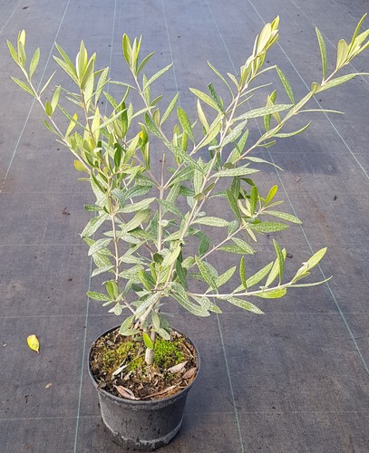 Olea europaea olivière - olea, /