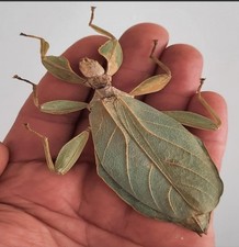 curiosité , taxidermie : Véritable Phasme Feuille Naturalisé