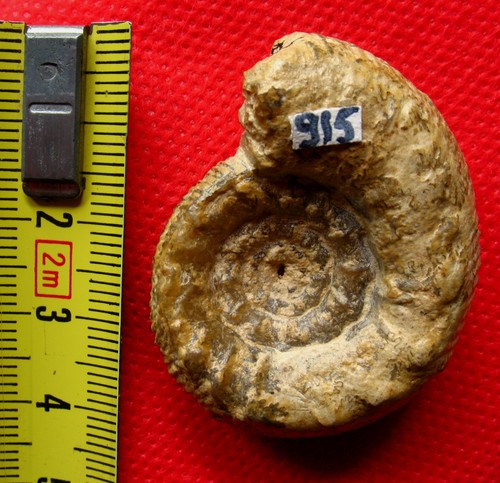 Ammonite bathonien - ammonite,