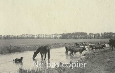 RIVARENNES vers 1905 chevaux