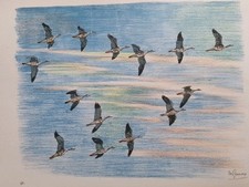 GENEVOIX Maurice- Lithographie