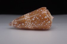 109 - Sea shells -Conus