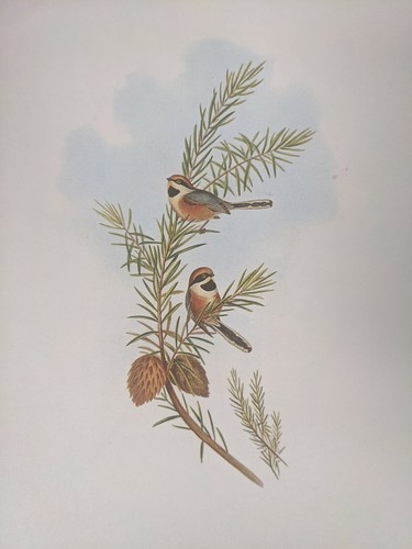 1969 oiseau imprimé rouge - imprimé,