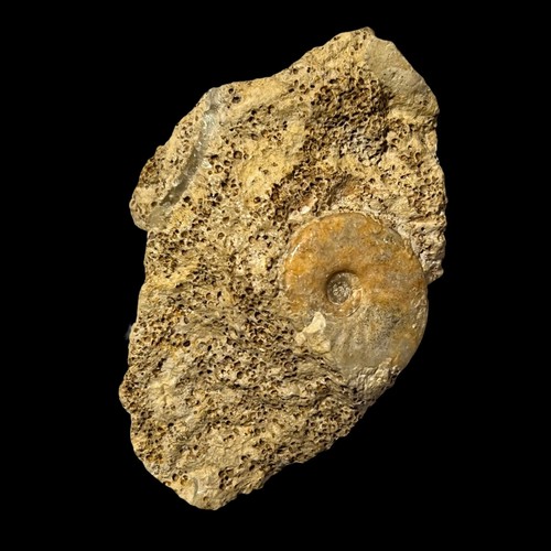 Hecticocerus ammonite and - hecticocerus,