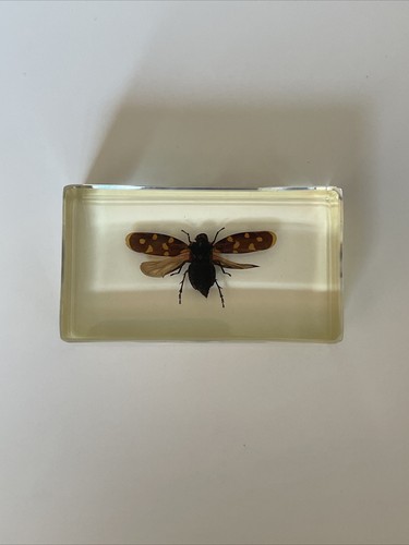 Véritable insecte dans - véritable,
