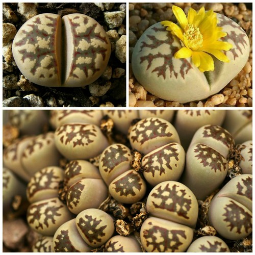 Graines lithops - 10,