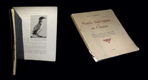 Ornithologie oiseaux - [ornithologie,