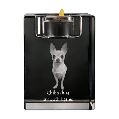 Chihuahua poil long - à,