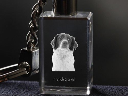 épagneul français - Épagneul,