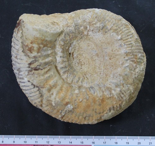 Ammonite fossile bajocien - fossile,