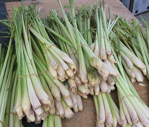 Graines citronnelle - graines,