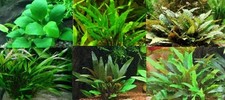 anubia + Cryptocoryne lot de 4 touffes a racines plante aquarium facile discus