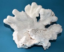 CORAL -  CORAIL -EXCEPTIONELL