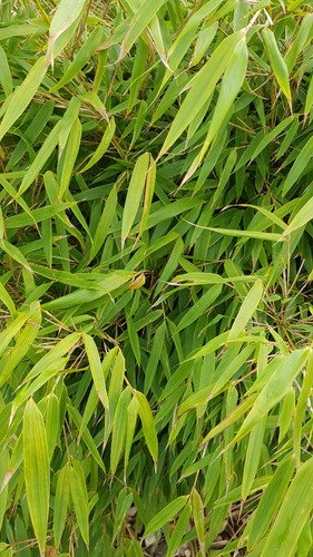 Fargesia robusta campbell - fargesia,