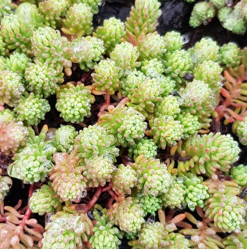 Sedum hispanicum blue carpet - sedum,
