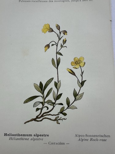 Gravure fleur planche - gravure,