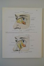 PLANCHE D'ANATOMIE HUMAINE