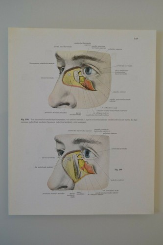 Planche anatomie humaine - d'anatomie,