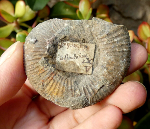 Fossile ammonite avec - d'ammonite,