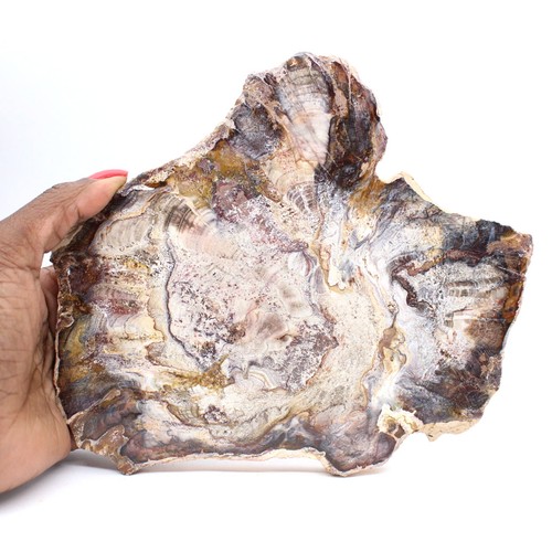 Bois fossile madagascar - bois,