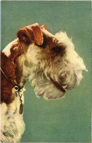 Cpa fox terrier - ak, dogs