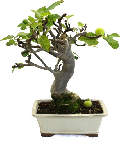 Kentis bonsaï ficus - kentis,