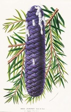 Abies Jezoensis Fleurs Japonaises Botanique Lithographie
