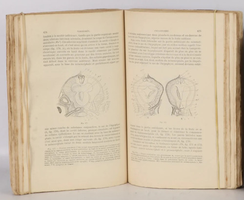 Livre vogt yung traité - livre,
