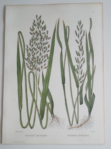 Planche botanique gravée sur - botanique,