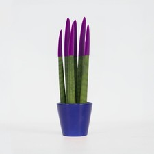 Sansevieria cylindrique -