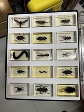 Lot 46 inclusions d' insectes entomologie collection résine
