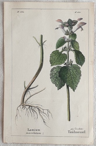 Lamium maculatum fausse - lamium,